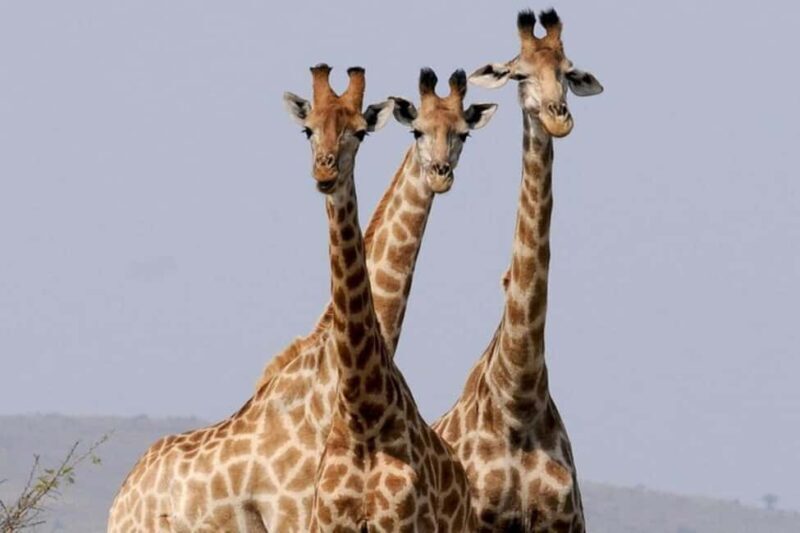 Tsavo East National Park Day Tour From Mombasa - FAQ