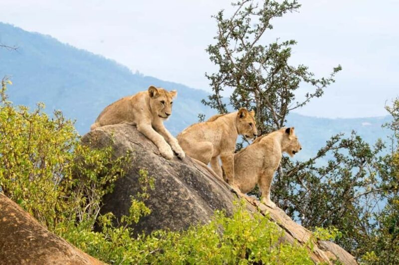 Tsavo East National Park Day Trip - Key Points