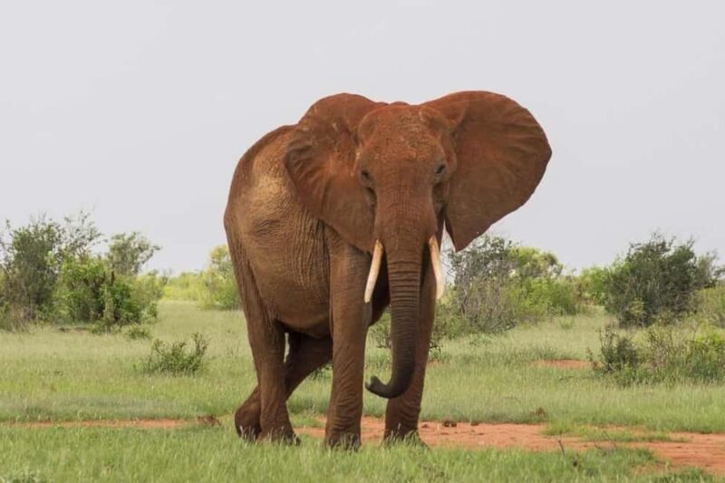 Tsavo East National Park Day Trip - An Introduction to the Tsavo East Experience