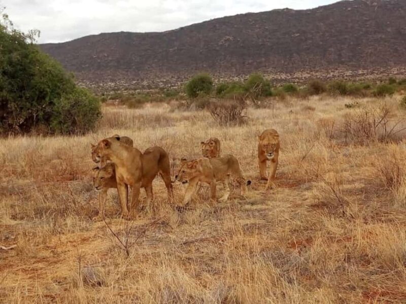 Tsavo East National Park Day Trip - Who Should Consider This Tour?