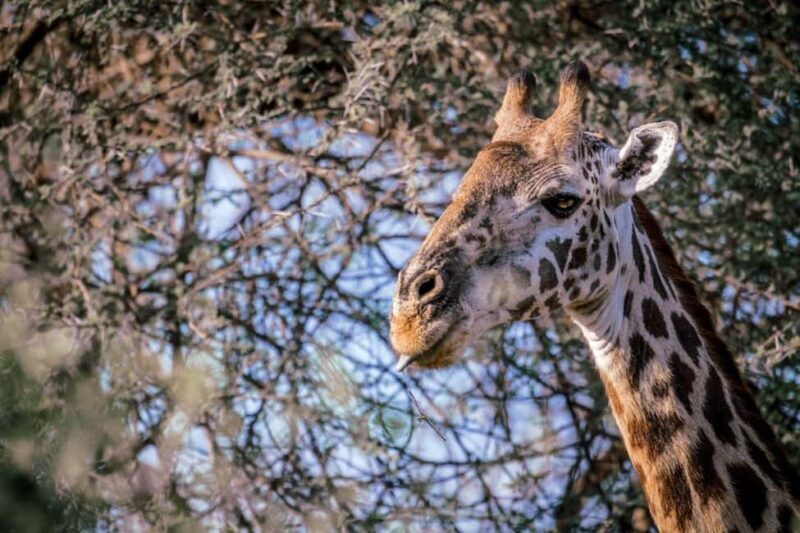 Tsavo East, Tsavo West, Salt Lick and Ngutuni Safari - Key Points