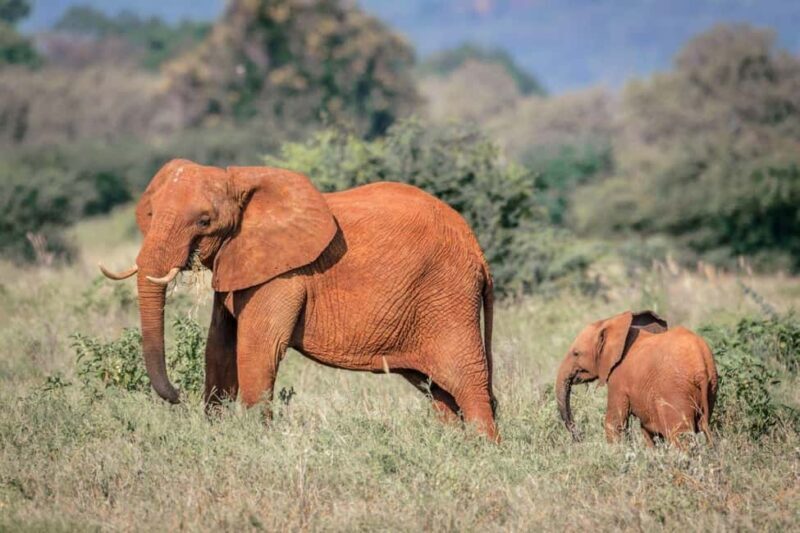 Tsavo East, Tsavo West, Salt Lick and Ngutuni Safari - An In-Depth Look at the Safari Experience