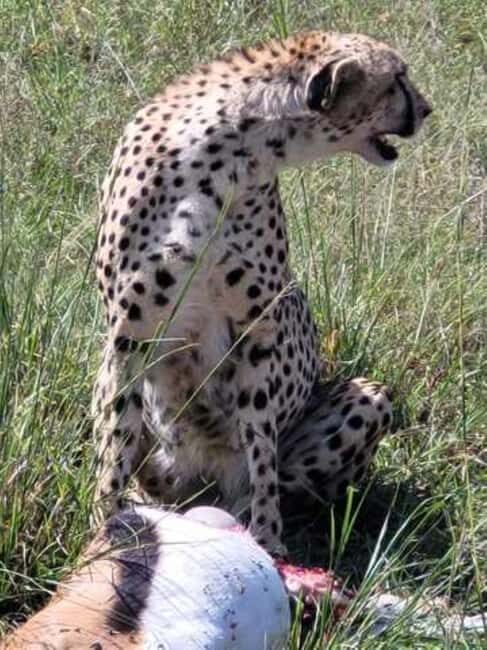 Tsavo East, Tsavo West, Salt Lick and Ngutuni Safari - Final Thoughts: Who Will Love This Safari?
