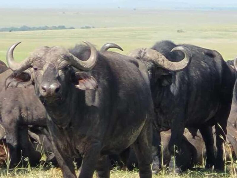 Tsavo East, Tsavo West, Salt Lick and Ngutuni Safari - FAQ