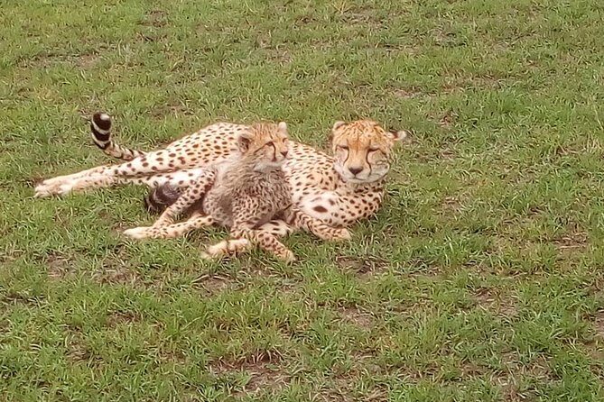 Tsavo East & west, Amboseli 5days from Mombasa - An In-Depth Look at the 5-Day Safari Itinerary