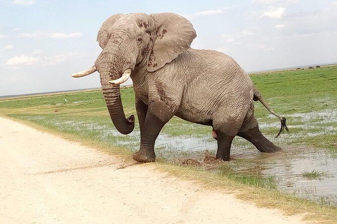 Tsavo East & west, Amboseli 5days from Mombasa - Who is This Tour Best Suited For?