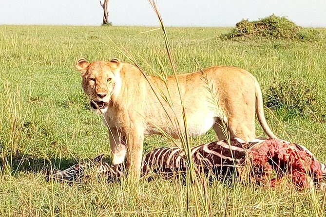 Tsavo East & west, Amboseli 5days from Mombasa - Practical Details and Tips