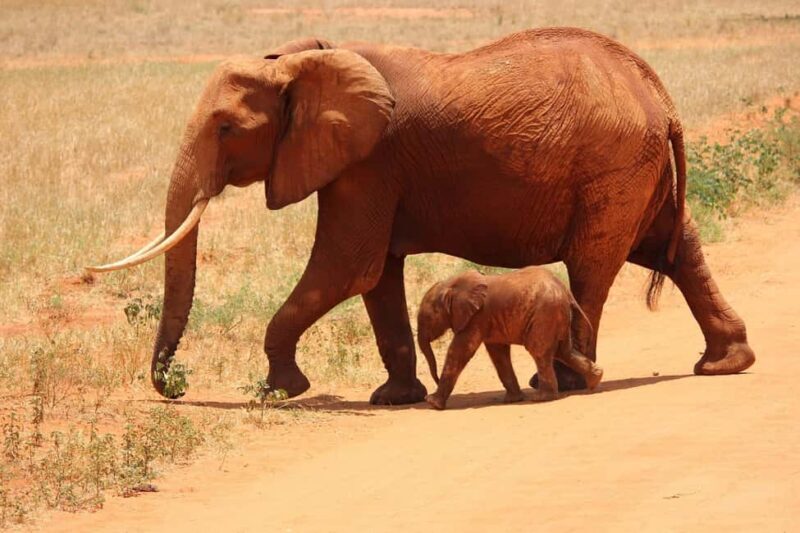 Tsavo Express 3 Days/ 2 Nights ( Comfort) - Key Points