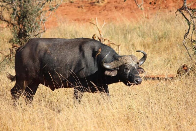 Tsavo Express 3 Days/ 2 Nights ( Comfort) - Overall Experience and What You Can Expect