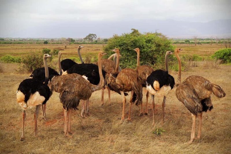 Tsavo Express 3 Days/ 2 Nights ( Comfort) - Is This Tour Right for You?