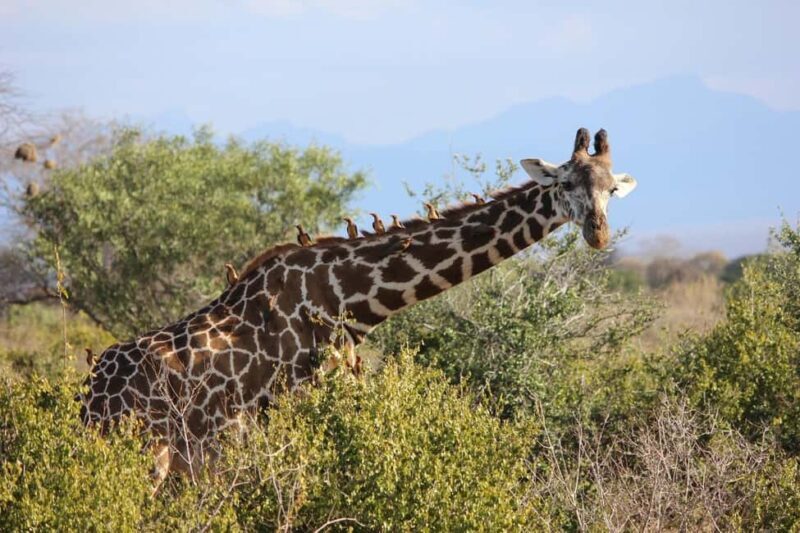 Tsavo Express 3 Days/ 2 Nights ( Comfort) - FAQs