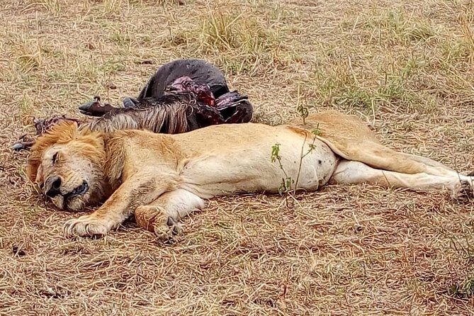 Tsavo National Park Small group Day trip - An In-Depth Look at the Tour Experience