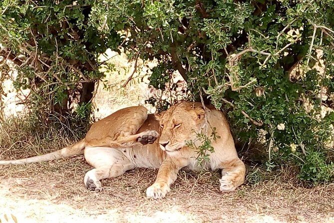 Tsavo National Park Small group Day trip - FAQ
