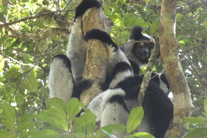 Tsingy-Baobab Avenue-Andasibe - Key Points