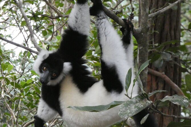 Tsingy-Baobab Avenue-Andasibe - Who Is This Tour Best For?