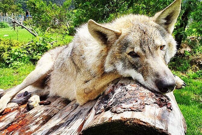 Tsitsikamma Wolf Sanctuary Guided Tour & Day Pass - What to Expect from the Tsitsikamma Wolf Sanctuary Tour