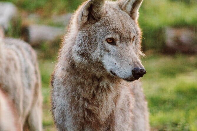Tsitsikamma Wolf Sanctuary Guided Tour & Day Pass - Practical Details and Tips