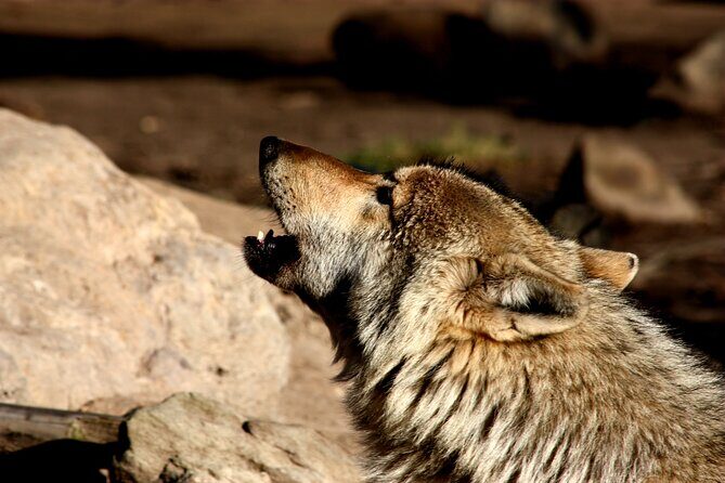 Tsitsikamma Wolf Sanctuary Guided Tour & Day Pass - Final Thoughts: Who Will Love This Experience?