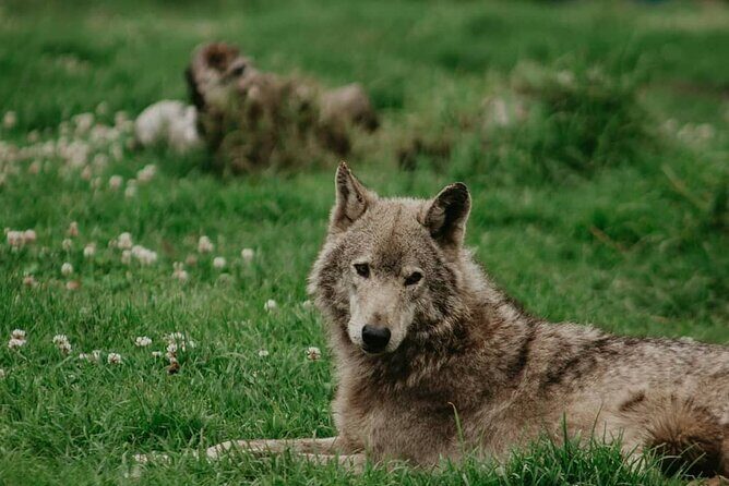 Tsitsikamma Wolf Sanctuary Guided Tour & Day Pass - FAQ