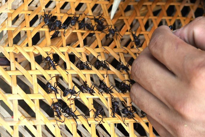 tucandeira-ants-indigenous-ritual