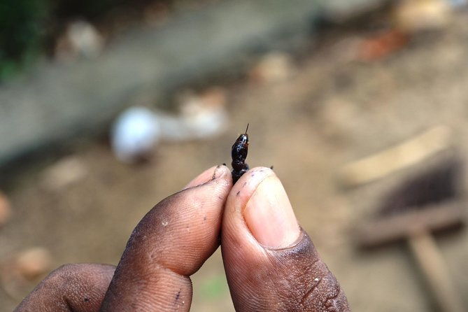 tucandeira-ants-indigenous-ritual