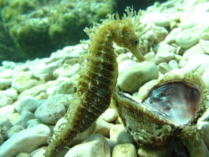 Tuepi: Adriatic Sea Diving Lessons with Guided Dive & Gear - Genuine Experiences and Review Insights