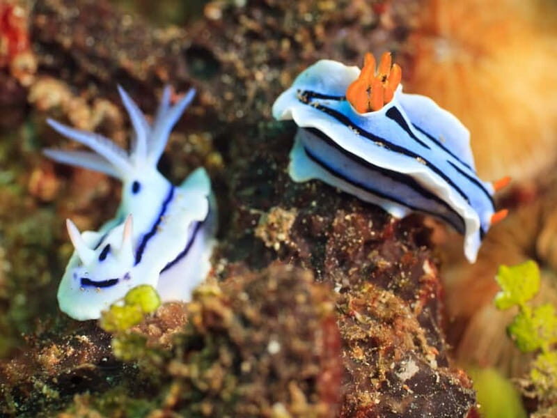 Tuepi: Adriatic Sea Diving Lessons with Guided Dive & Gear - FAQ