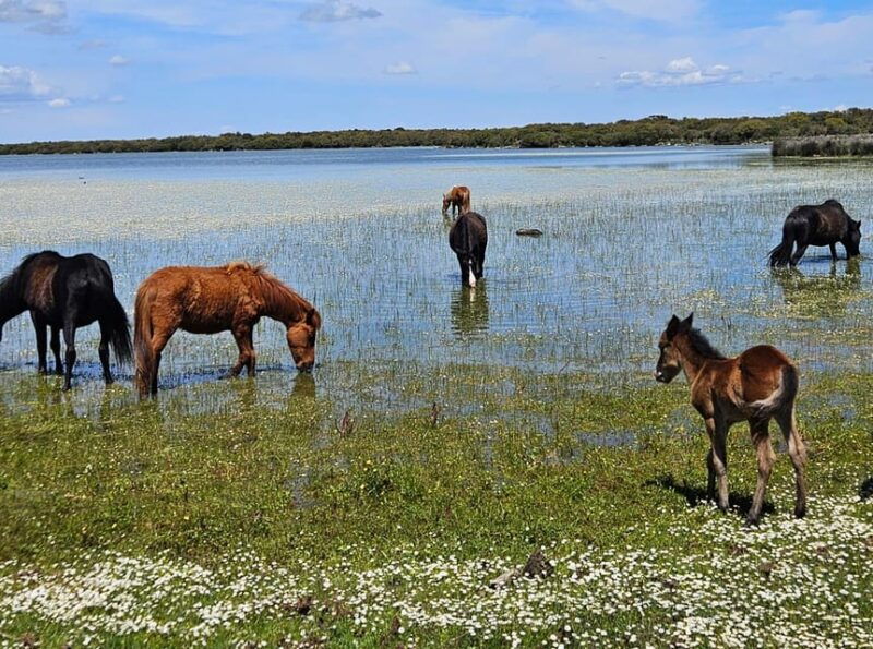 tuili-wild-giara-tour