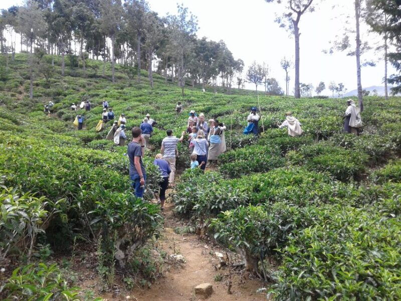 tuk-tuk-safari-liptons-seattea-fields-hiketeafactory-tour