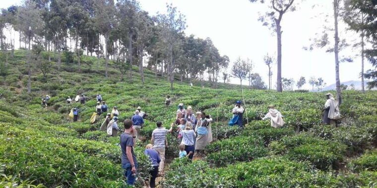 tuk-tuk-safari-liptons-seattea-fields-hiketeafactory-tour