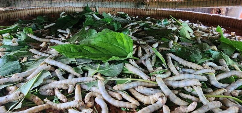 Tuk-Tuk Tour to Silk Island & Udong Mountain - Who Should Consider This Tour?  