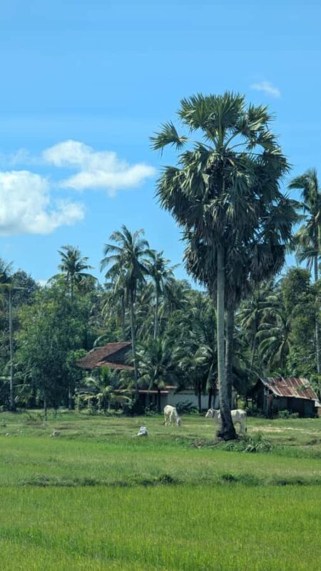 Tuktuk Tour: Visit Pepper Farm, Salt Field & Secret Lake - Introduction to the Kampot Tuk-Tuk Experience