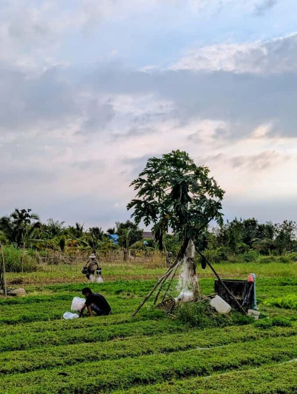 Tuktuk Tour: Visit Pepper Farm, Salt Field & Secret Lake - Final Thoughts