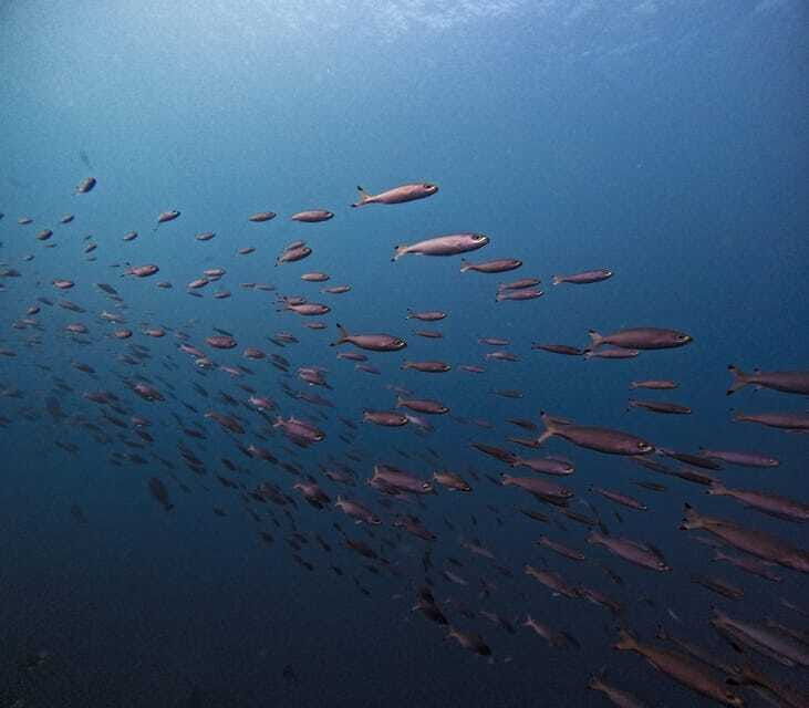 tulamben-liberty-wreck-3-dives-daytrip-from-south-bali