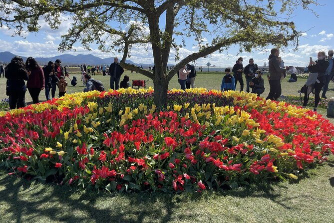 tulip-festival-in-skagit-valley-tour-from-seattle-2