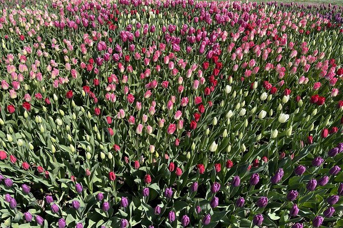 tulip-festival-in-skagit-valley-tour-from-seattle-2