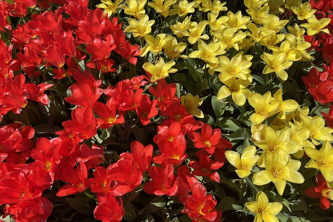 tulip-festival-in-skagit-valley-tour-from-seattle-2