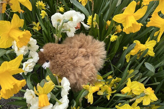 tulip-paradise-keukenhof-half-day-private-tour-2