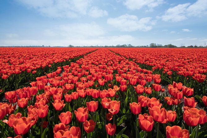 tulipfields-of-holland-tour