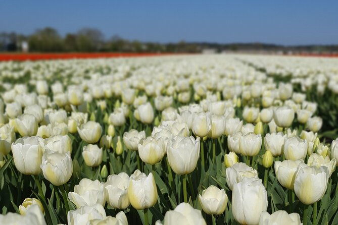 tulipfields-of-holland-tour