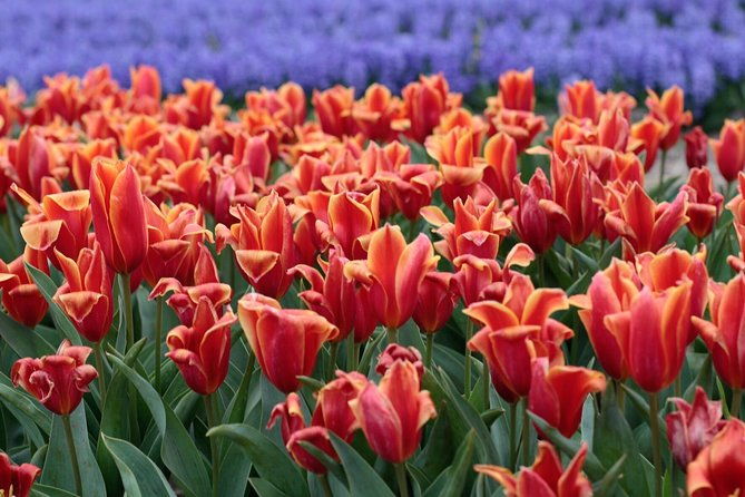 tulipfields-of-holland-tour