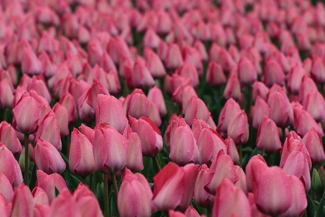tulipfields-of-holland-tour