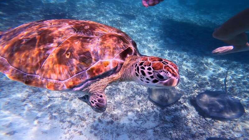 tulum-2-hour-snorkeling-in-two-spots-of-tulums-reef