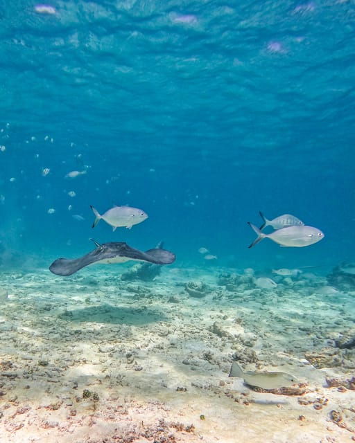 tulum-2-hour-snorkeling-in-two-spots-of-tulums-reef