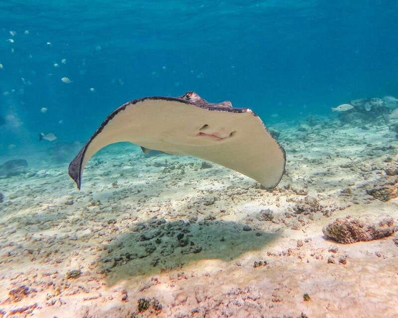 tulum-2-hour-snorkeling-in-two-spots-of-tulums-reef