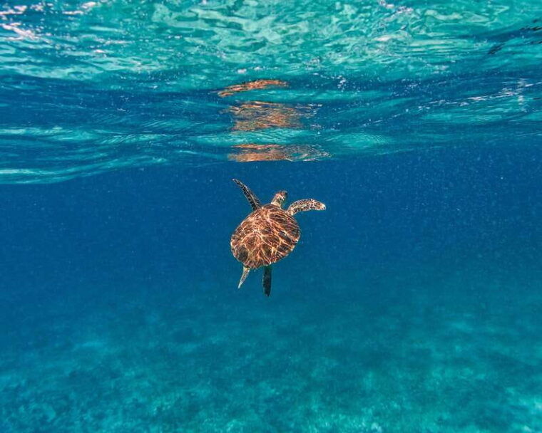 tulum-2-hour-snorkeling-in-two-spots-of-tulums-reef