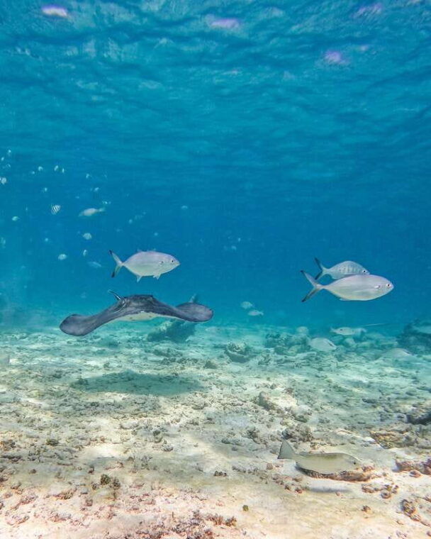 tulum-2-hour-snorkeling-in-two-spots-of-tulums-reef
