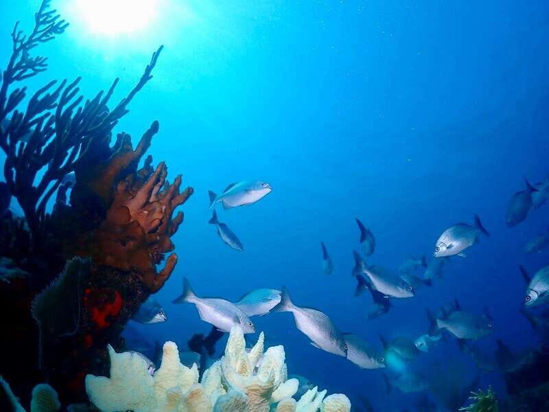 Tulum: 2 Tank Reef Diving - Key Points
