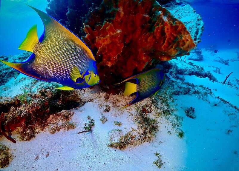 Tulum: 2 Tank Reef Diving - Practical Details & Tips