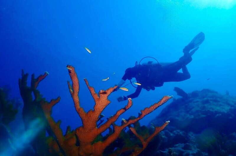 Tulum: 2 Tank Reef Diving - FAQ